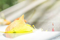 邮报：维拉、桑德兰等多队有意19岁苏格兰小将贝利-赖斯